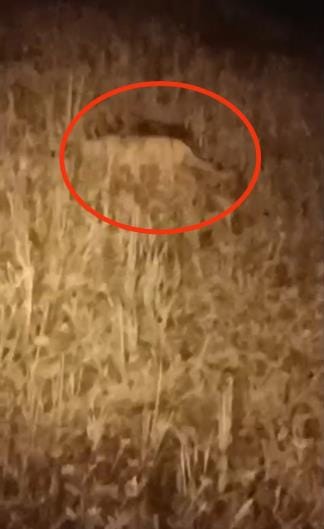 Now wild animals seen in Gosaiganj, video goes viral, panic
