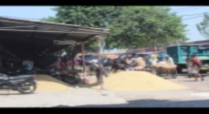 अलीगढ़ रोड स्थित मंडी समिति में होती धान की तौल। संवाद