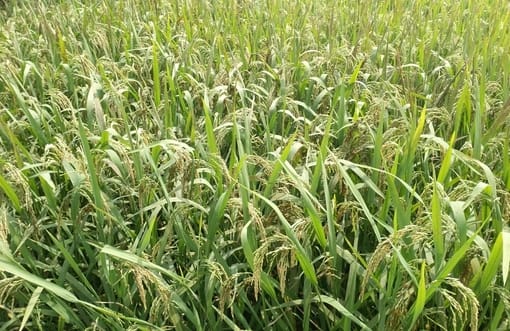 Due to Kandua disease in paddy, fungus is growing in the ears and the grain is spoiled.