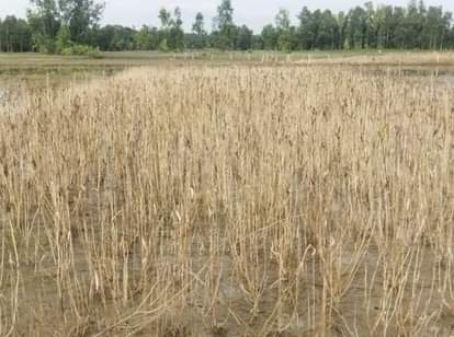 बाढ़ के पानी से खराब हुई फसल। संवाद