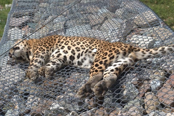 Banda-leopard got electrocuted, found dead on the boundary