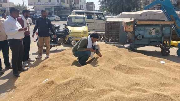 Government procurement of paddy, Fatehabad, Fatehabad News