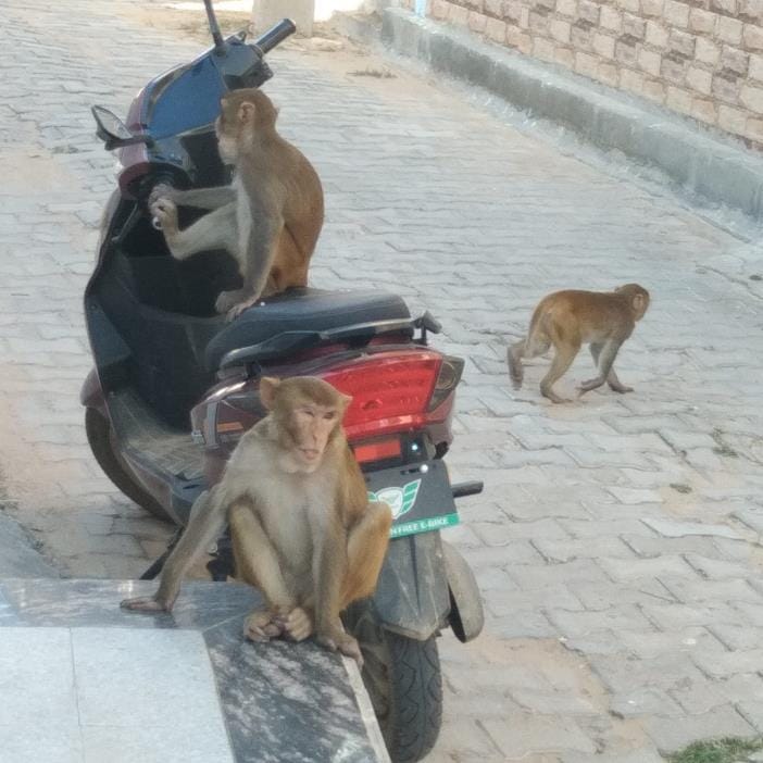 monkey problem in kadma