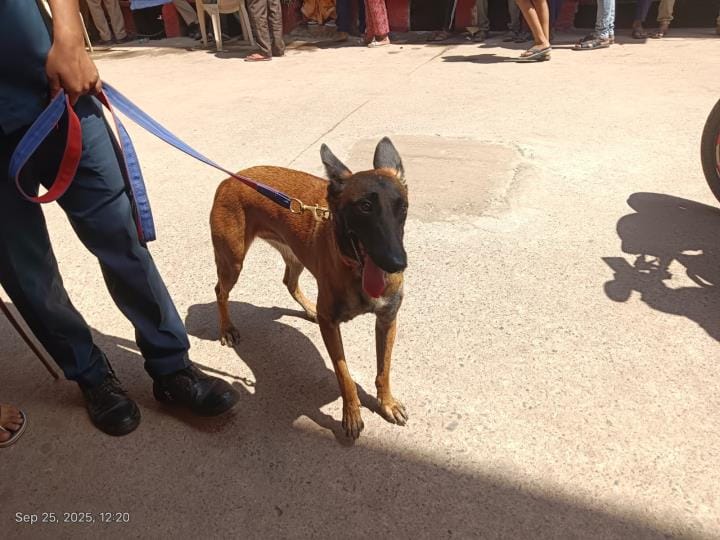 Happy Girl sniffed every house in the temple and Antapada, then gave a clean chit