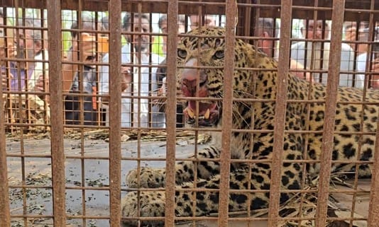 leopard trapped in cage