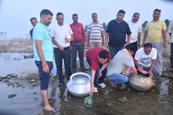 Fish production will increase, 62.52 lakh seeds planted in Pong