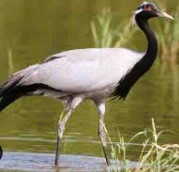 Thousands of migratory birds were seen flying in the forests of Mailani Range