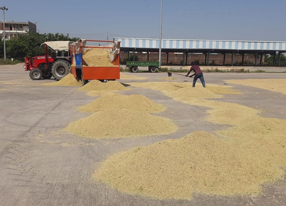 Paddy has not been sold in Sonepat Mandi for five days and millet in Gohana for two days.