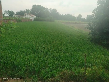 Light rain in many areas raises farmers' heartbeats