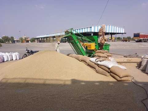 3800 quintals of millet refused to be purchased due to poor quality