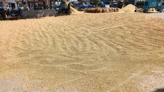 Paddy arrivals surge, with 586 metric tons purchased from 94 farmers.