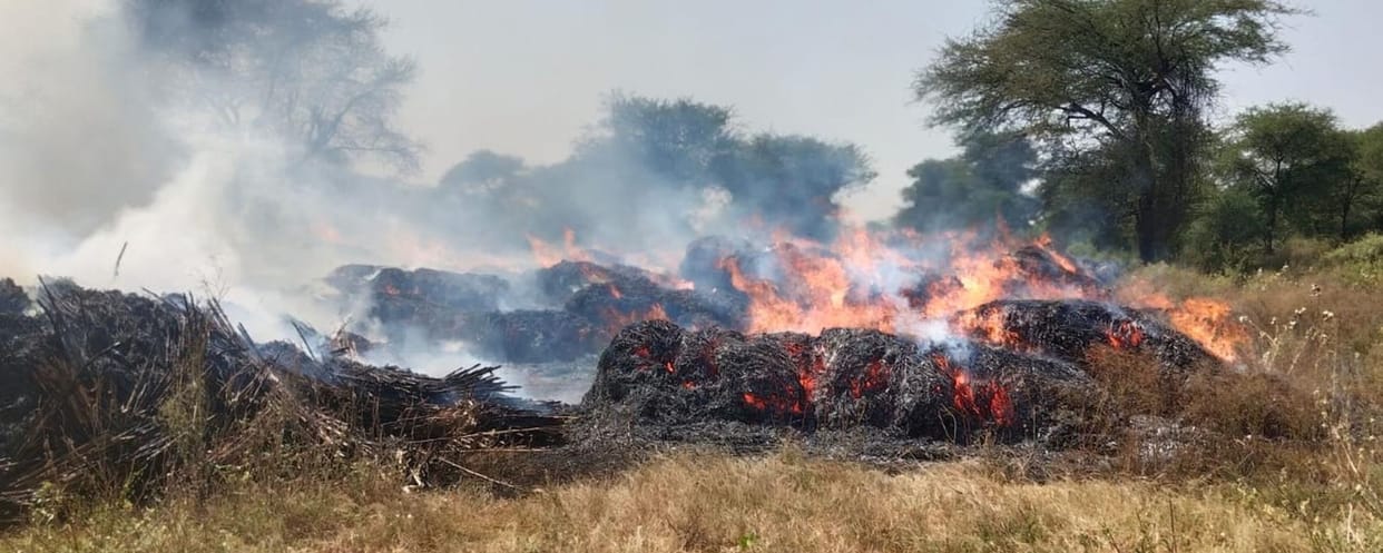 bajara remains burnt
