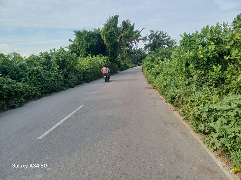Bushes and dry trees on the road are increasing the danger