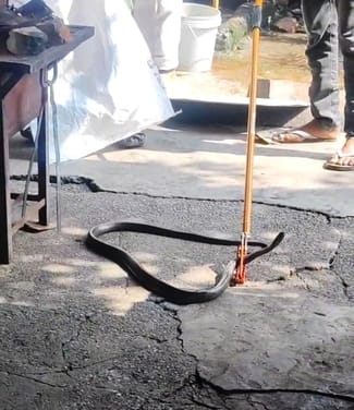 Giant snake found at sweet shop