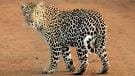 Forest officials continued to search for the leopard in the Cantt area throughout the sixth day.