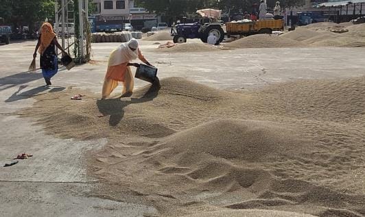 Millet procurement caught in the vortex of price difference leads to storage at private places, government warehouses empty