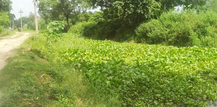Canals clogged with weeds, farmers grapple with irrigation crisis