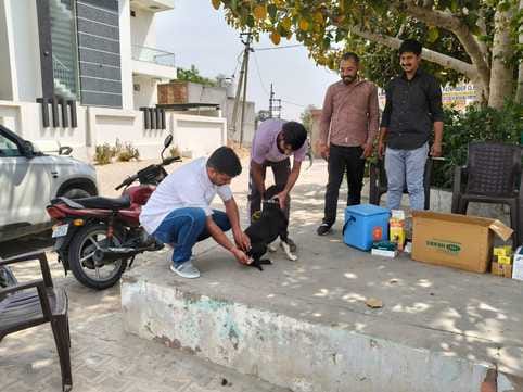 Stray dogs are attacking more than 20 people daily