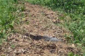 Workers plucking water chestnuts fled after seeing a crocodile emerging from the minor.