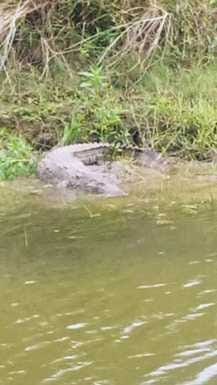 Villagers panic after crocodile sighted in Kalbhutwa drain