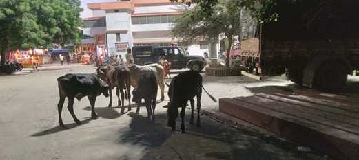 Homeless animals camp in the Kamakhya Dham temple complex