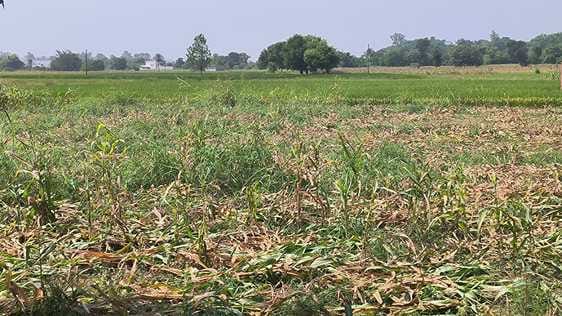 Maize harvesting begins in BBN