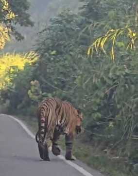 Tiger seen walking on the road, people made a video