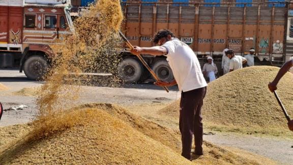 Slow arrival of paddy in the grain market, 323 quintals of paddy sold