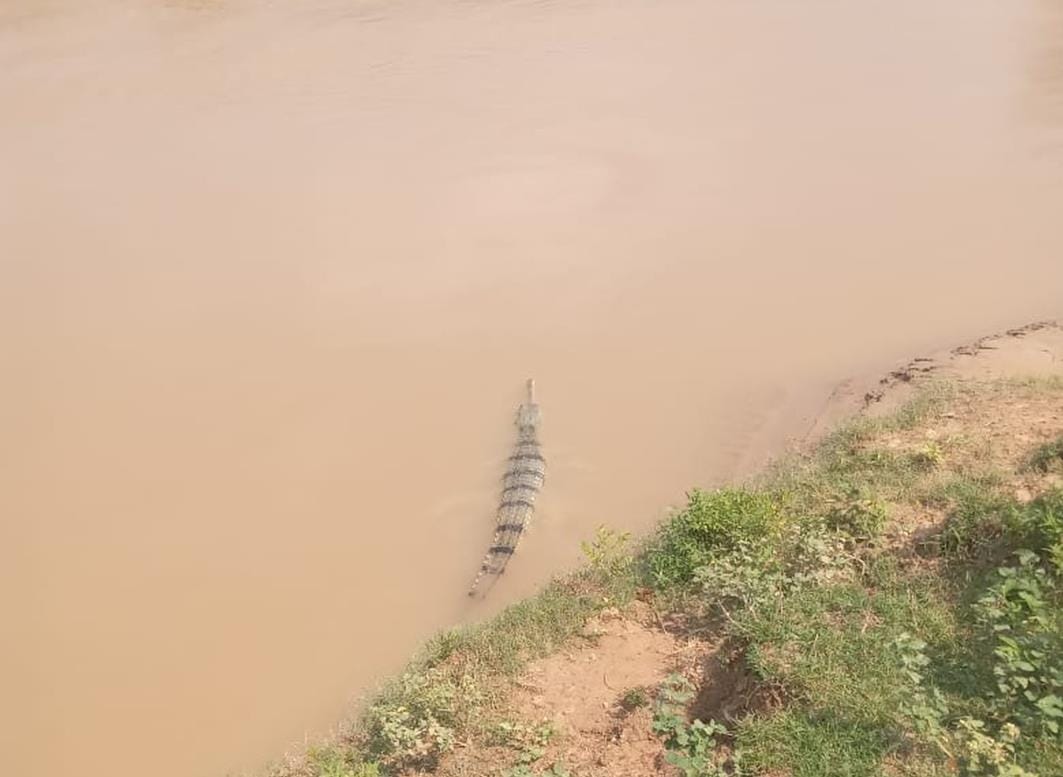 Panic due to sighting of crocodile in Saryu Canal
