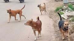 10 people were bitten by dogs at different places in one day