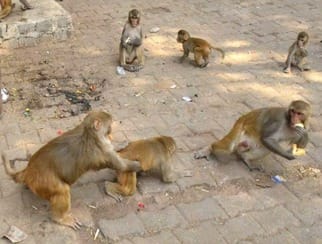 Monkeys will be caught in the city, Municipal Council has issued a tender