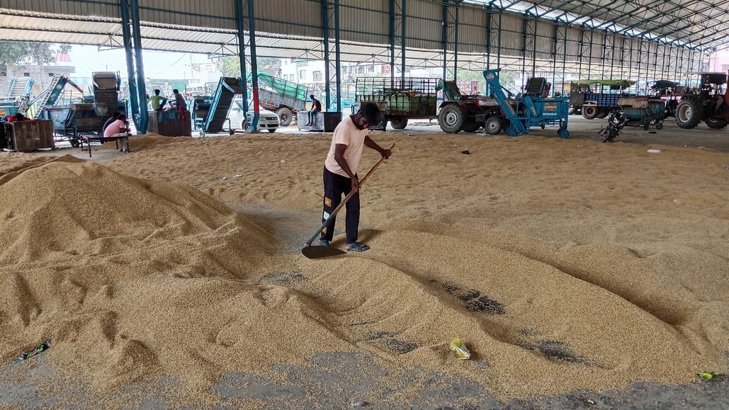 6,637 tons of paddy arrived, procurement slowed