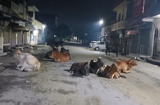 Twin cities are unable to get rid of stray animals.