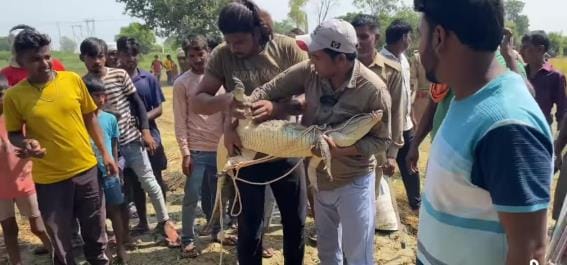 Crocodile found in paddy field, harvesters flee