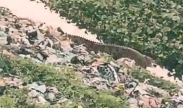 Crocodile spotted in pond, creates panic