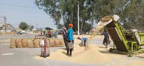 Lifting begins, farmers will get space to dry paddy in the markets.