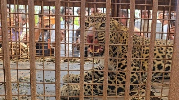 The forest department sent the female leopard to Varanasi.