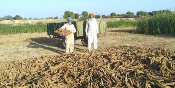 Millet increased the worries of farmers