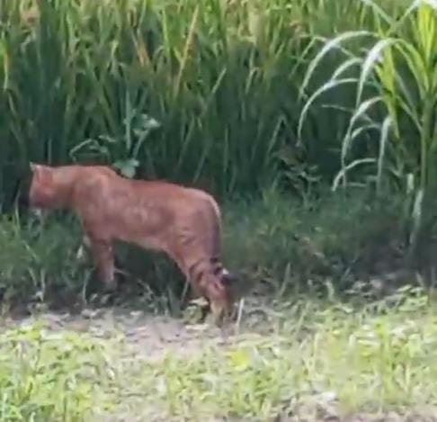 Villagers panic after spotting wild animals in the fields