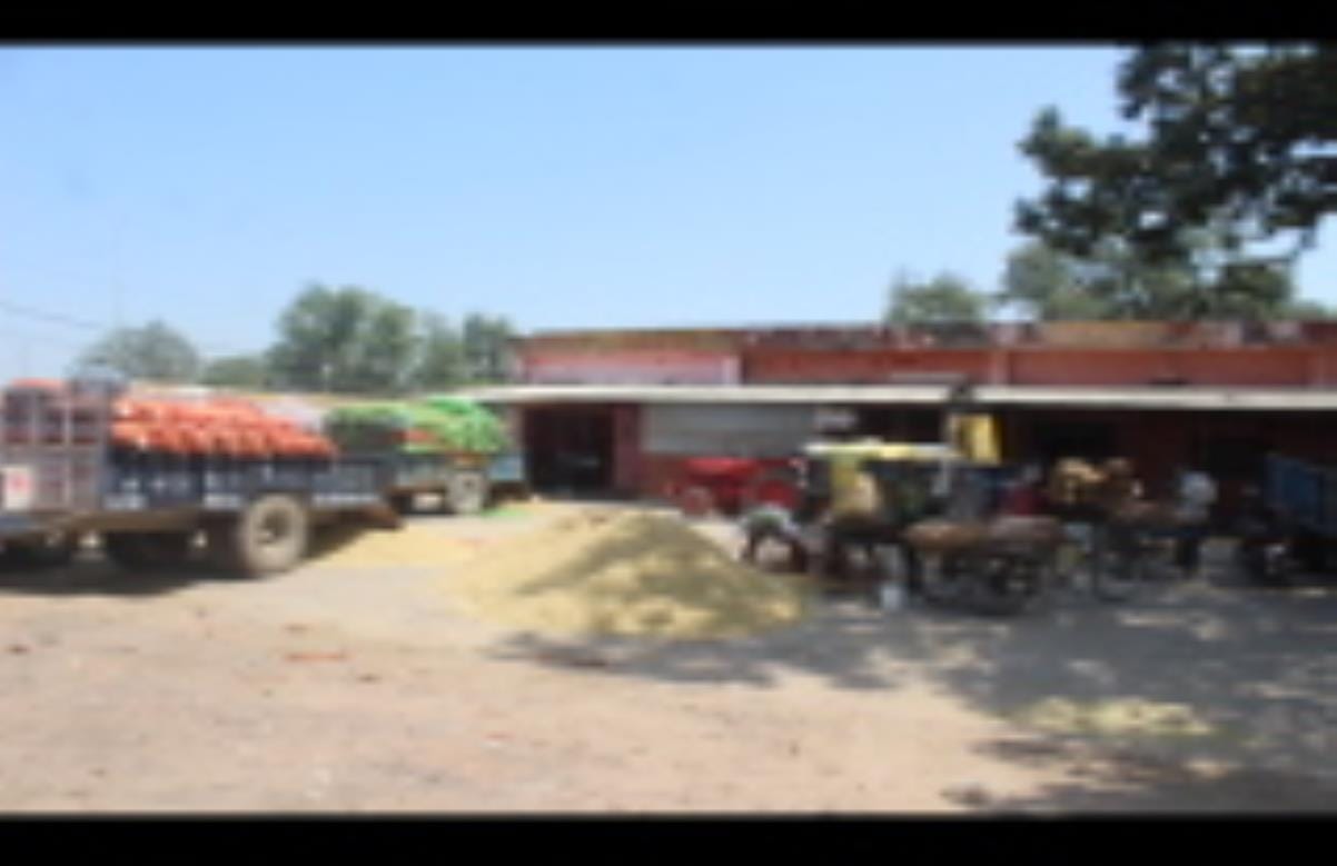 Farmers' interest in paddy has increased again, this time a bumper crop