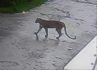 Leopard seen in Taharpur