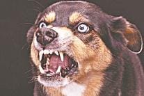 11-year-old student on his way to school bitten by dog