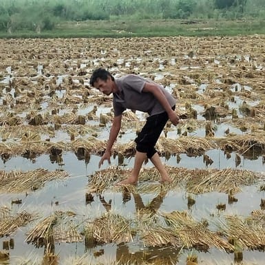 Intermittent rain since morning, damage to paddy crop