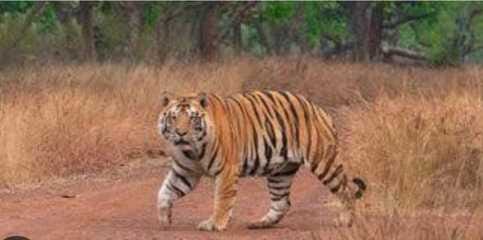 MP News: After the order of the Supreme Court, night safari has been banned in all the tiger reserves of the s