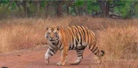 टाइगर