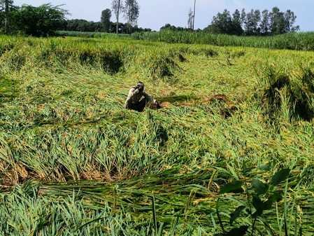 Strong winds and rain destroyed crops in the fields