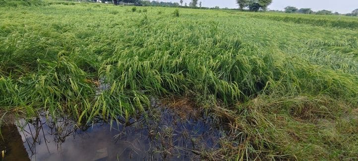 Rain and wind have damaged crops, affecting production.