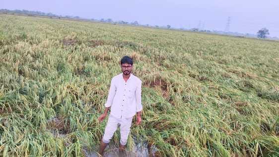Rain destroys paddy crop, leaves farmers disappointed