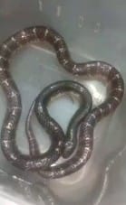 A snake was found in a house in Bilsad Pachhayan for the fourth time.