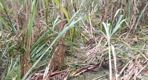 Elephants trampled the sugarcane and paddy crops